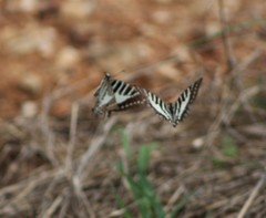 Graphium nomius