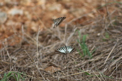 Graphium nomius