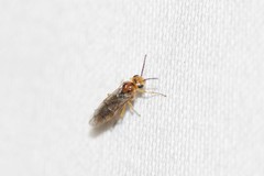 Hoplocampa