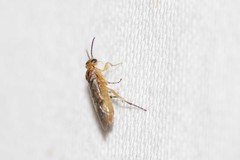 Hoplocampa