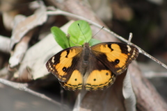 Junonia hierta hierta