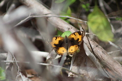 Junonia hierta hierta