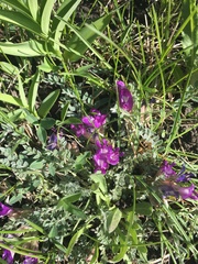 Astragalus calycosus