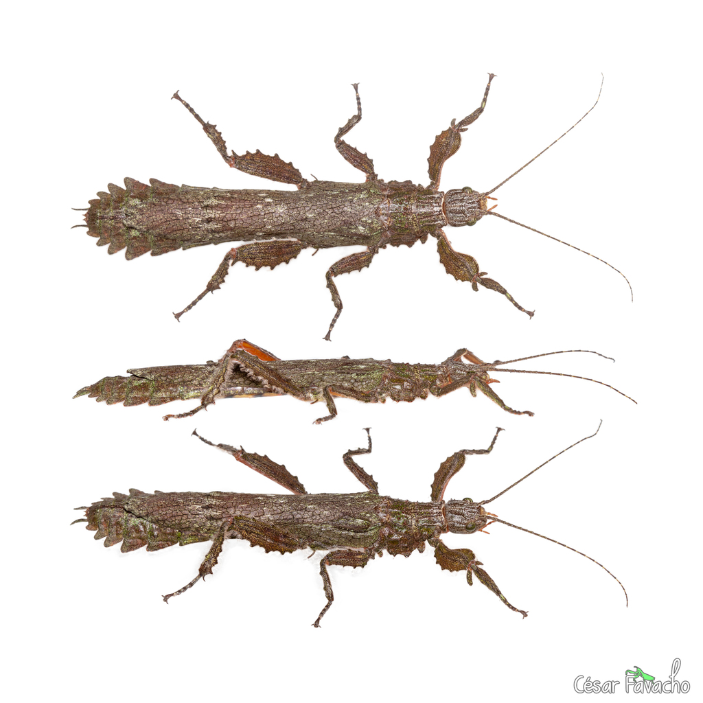 Prisopus piperinus
