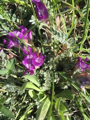 Astragalus calycosus
