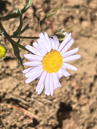 Erigeron eatonii var. lavandulus
