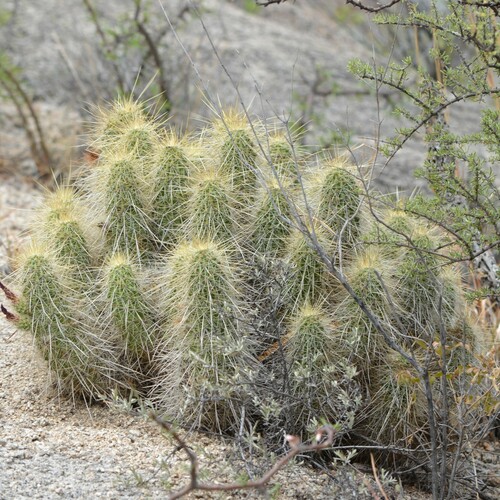 Echinocereus occidentalis