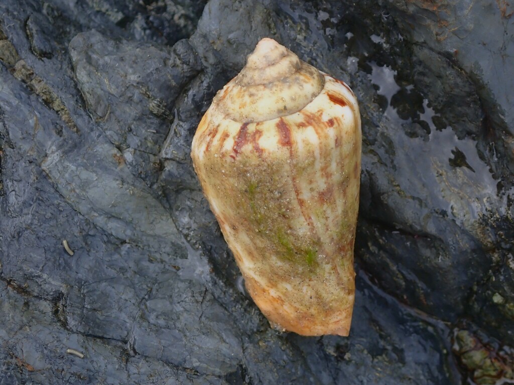 Strawberry Conch from Minnie Water NSW 2462, Australia on July 9, 2024 ...