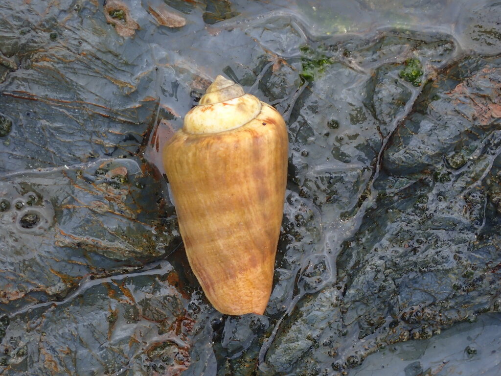 Strawberry Conch from Minnie Water NSW 2462, Australia on July 9, 2024 ...