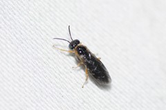 Empria