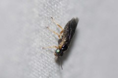 Empria