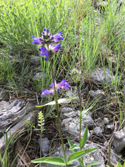 Penstemon