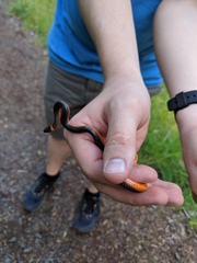 Pituophis catenifer