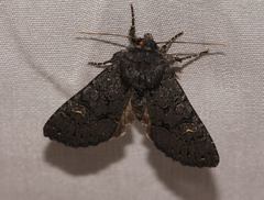 Apamea impulsa