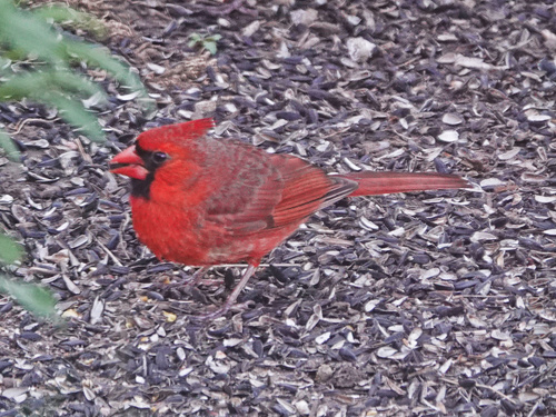 Northern Cardinal photographed in Nebraska