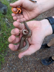 Pituophis catenifer