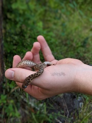 Pituophis catenifer