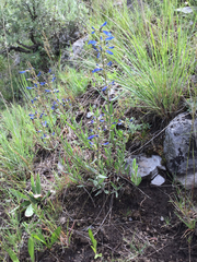 Penstemon radicosus