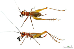 Phylloscyrtus amoenus