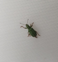 Pachyrhinus lethierryi