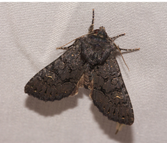 Apamea impulsa