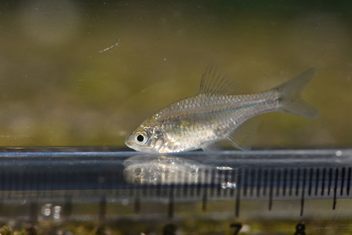 Taiwanese bittervoorn (Tanakia himantegus) — Cyprinidae