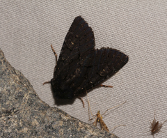 Apamea impulsa