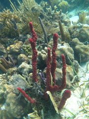 Amphimedon compressa