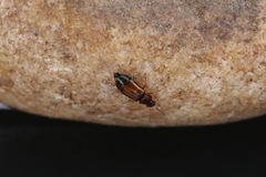 Eusphalerum torquatum