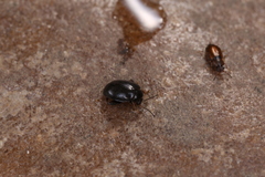 Eusphalerum torquatum