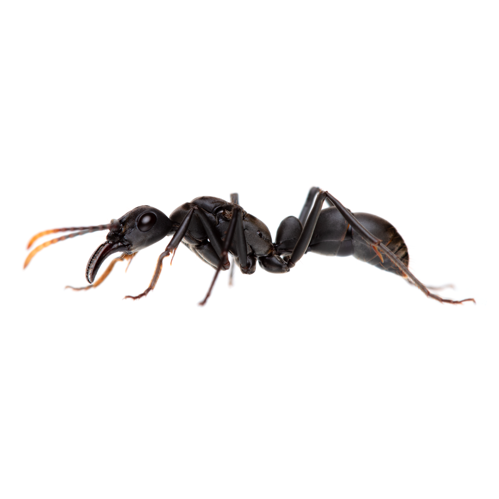 Apicalis-group Panther Ants