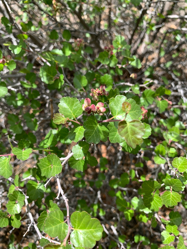 Rhus aromatica var. simplicifolia