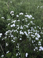 Galium octonarium