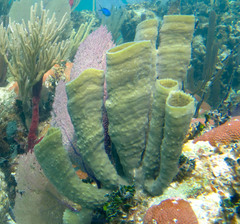 Callyspongia aculeata