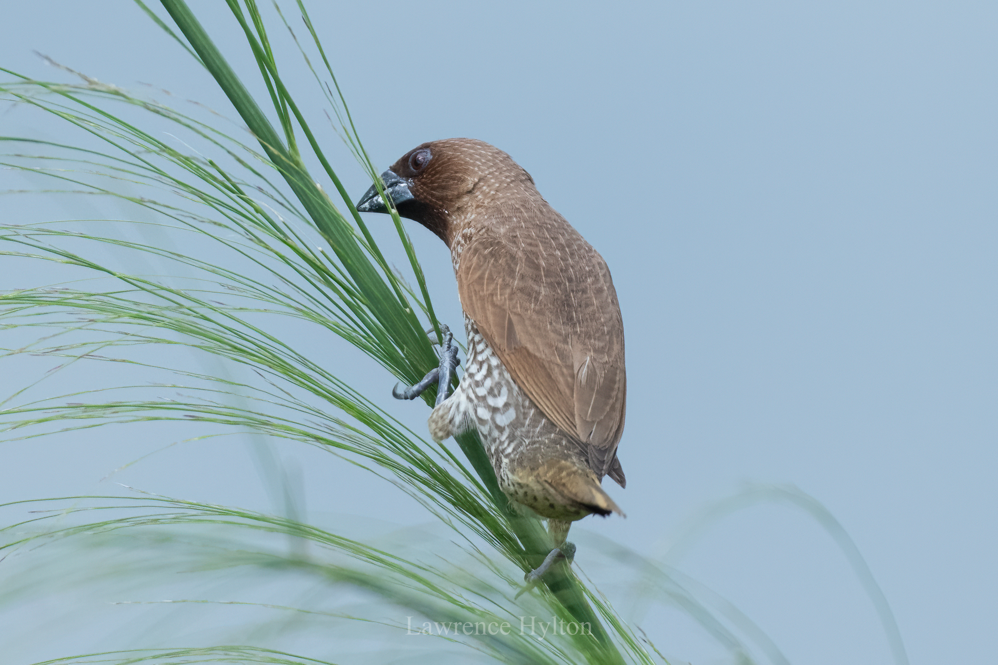 Scaly-breasted Munia