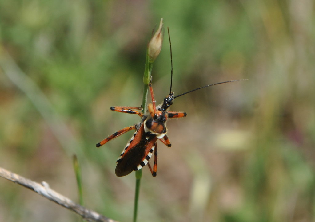 Arab Bug Spotted Assassin Bug from Slanfah, Syria on May 30, 2019 at 08:35 PM by ...