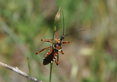 Rhynocoris punctiventris