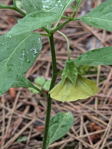 Image of Physalis virginiana by (c) Lorna Grant, some rights reserved (CC BY)
