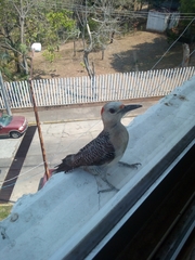 Melanerpes aurifrons