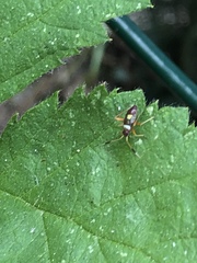 Closterotomus biclavatus