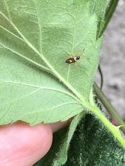 Closterotomus biclavatus