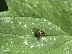 Rhagoletis cerasi