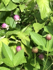 Clematis viorna