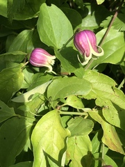 Clematis viorna