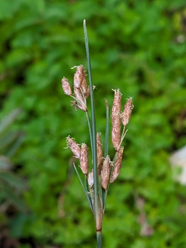 Fimbristylis sieboldii iNat (1)