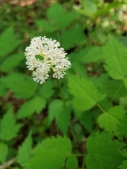 Actaea rubra