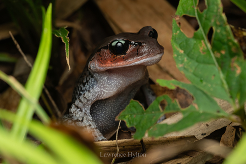 Chong'an Moustache Toad, Leptobrachium liui