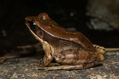 Odorrana confusa