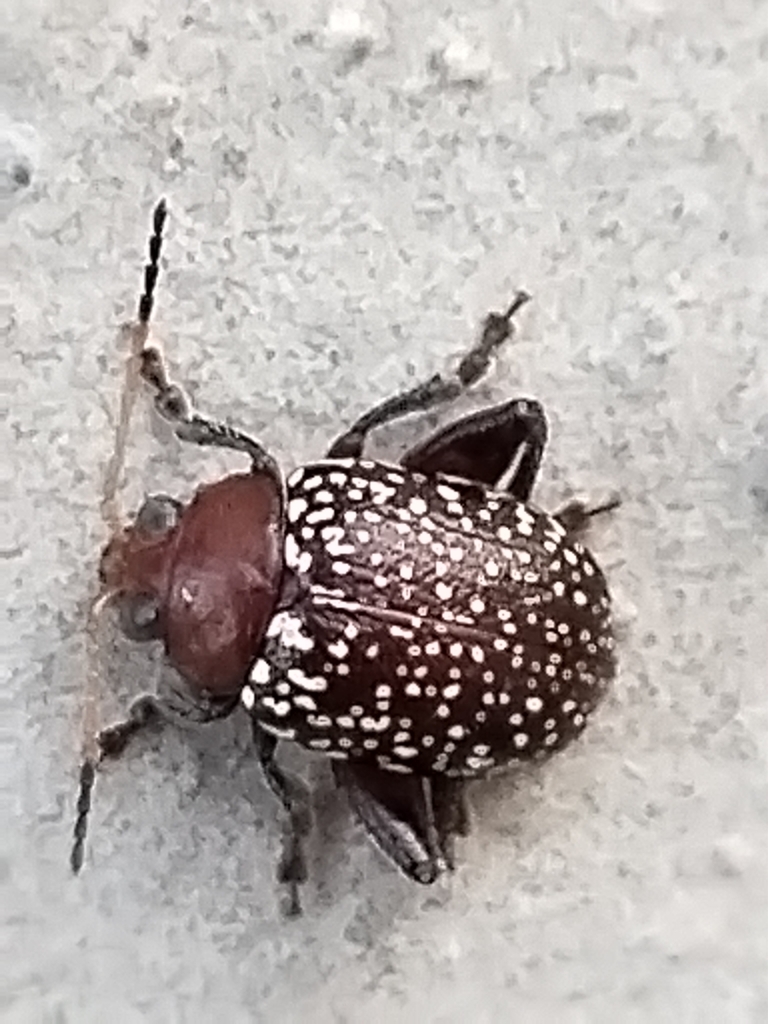 Blepharida sonorana
