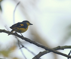 Pericrocotus flammeus